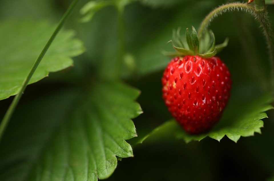 Magda Gessler's wild strawberries