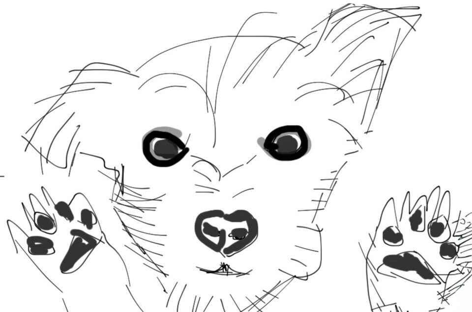 Czy można przyjechać do Galery69 z psem?